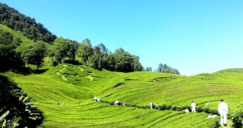 Assam tea gerdens