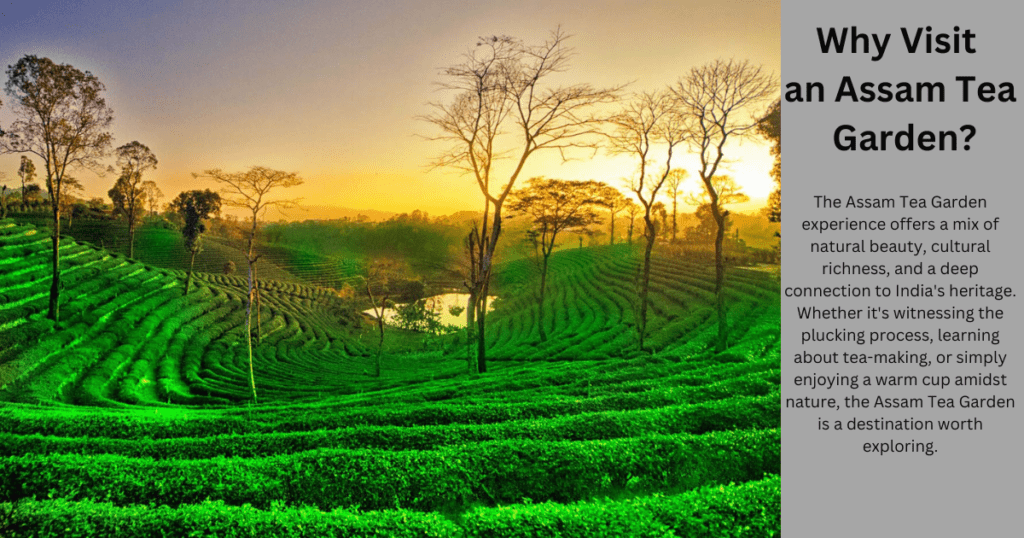 Assam Tea Gardens