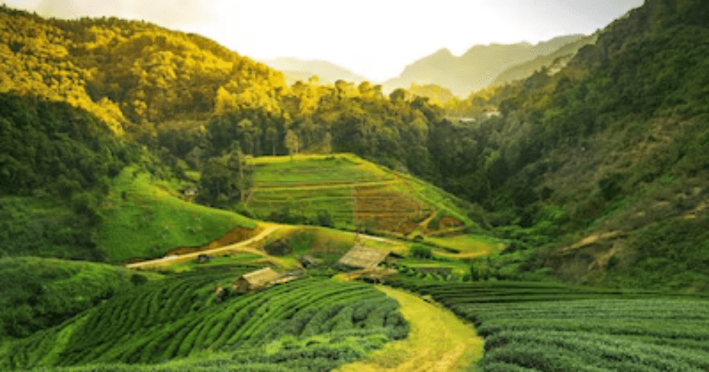 Assam tea gardens