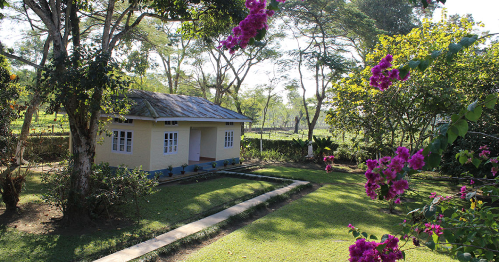 Assam Tea Gardens