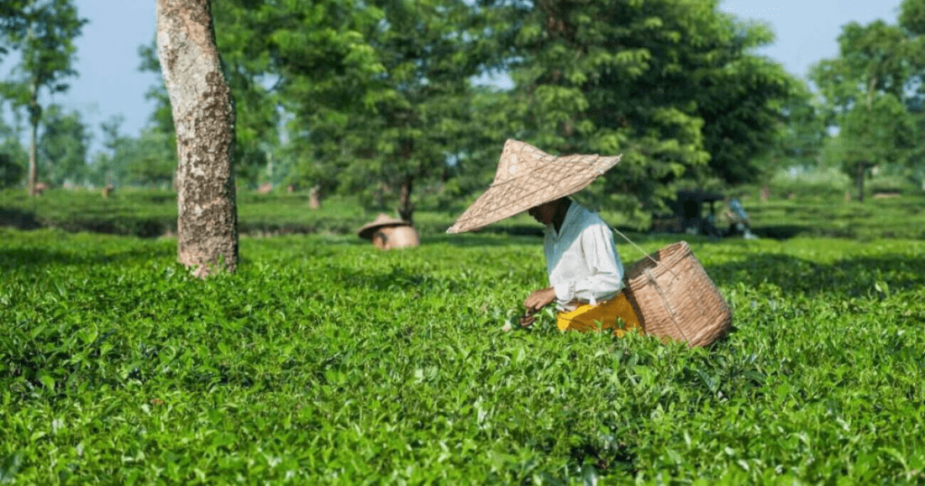 assam tea gardens