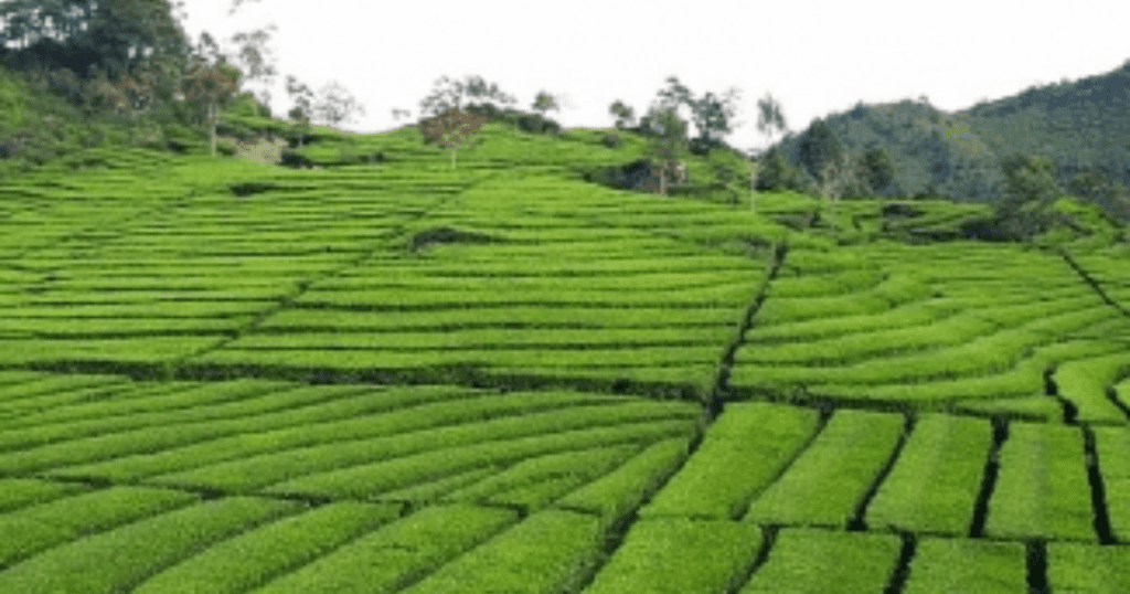 Assam tea gerdens