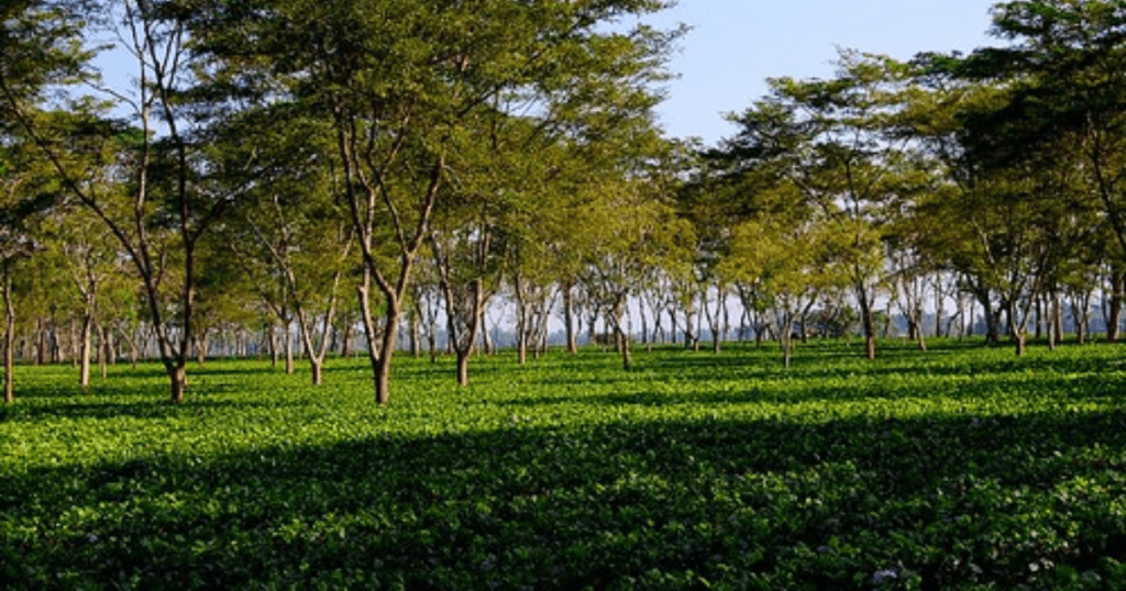Assam tea gardens