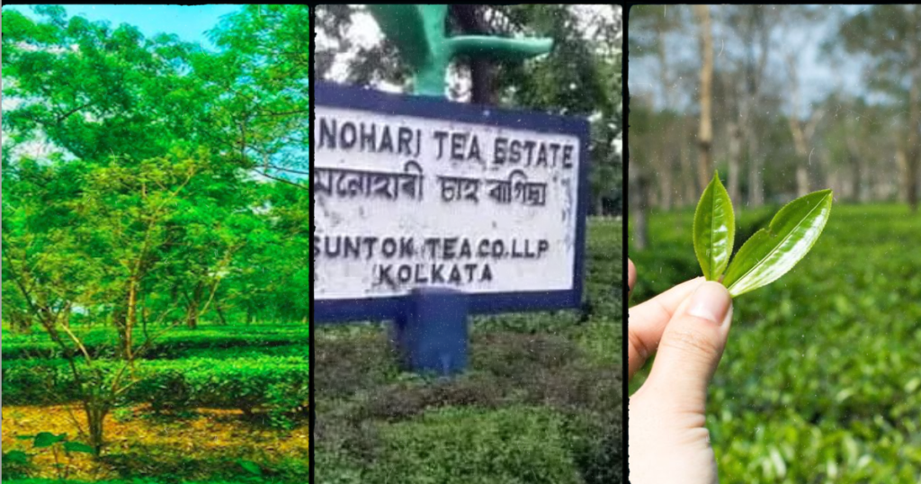 assam tea gardens