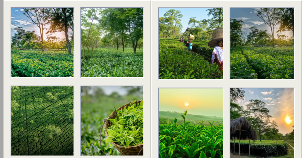 Assan tea gardens
