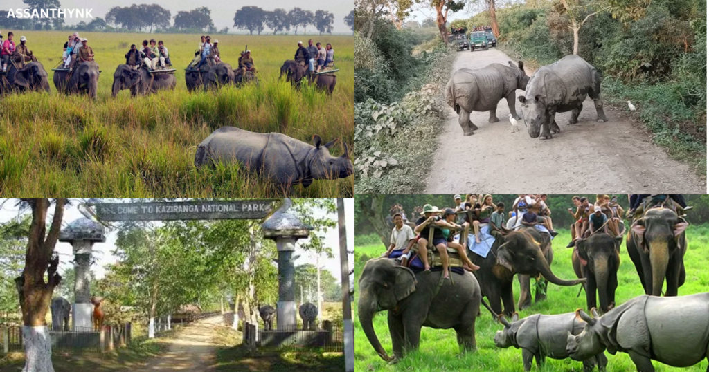 Safari Zones in Kaziranga National Park