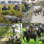 Safari Zones in Kaziranga National Park