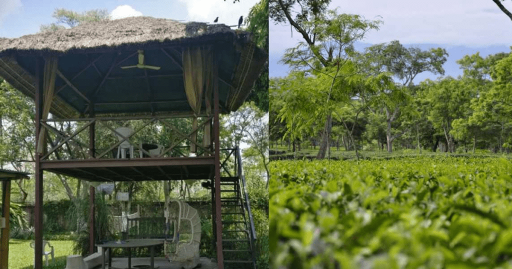 Assam Tea gardens