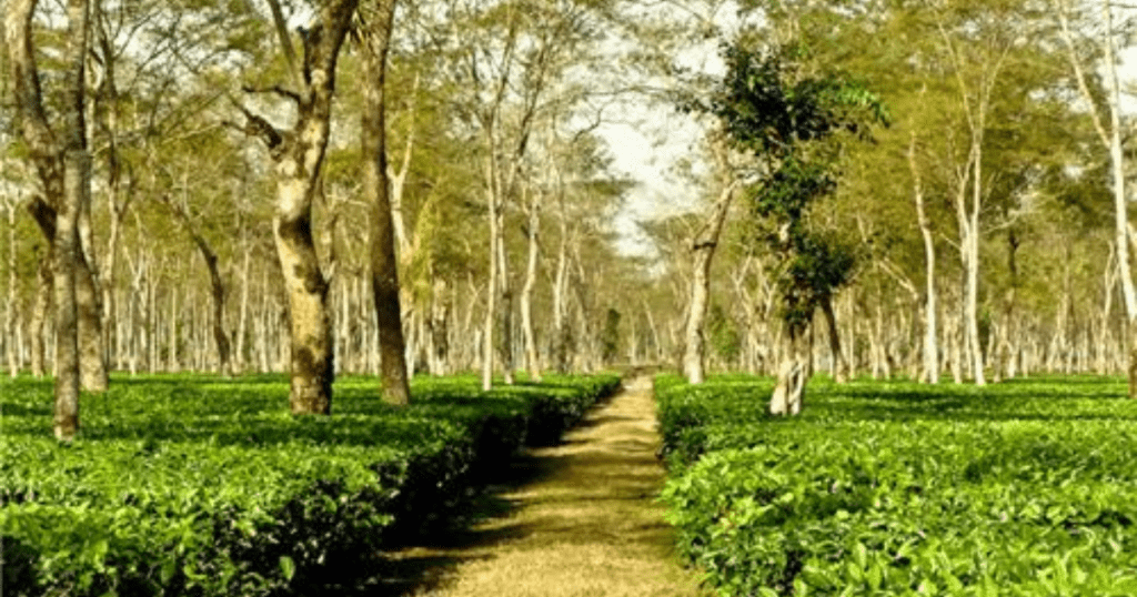 Assam tea gerden