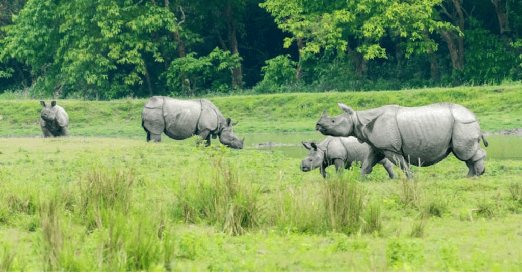 Kaziranga national park jeep safari