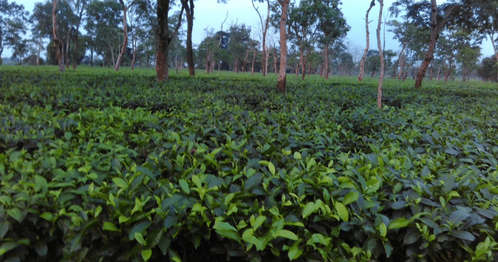 5 FAMOUS FOOD OF ASSAM