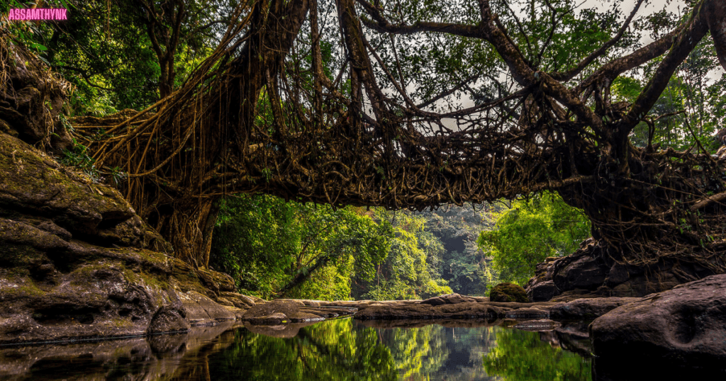 Living Root Bridges