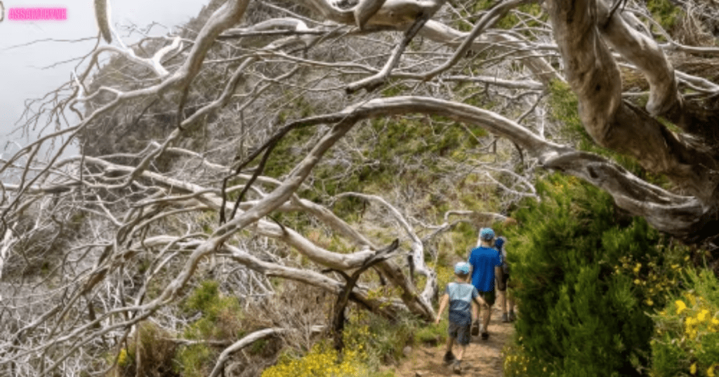 Trekking in cherrapunji