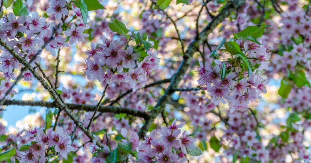 Spring Season (March to May) nagaland