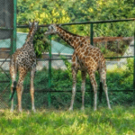 Assam State Zoo cum Botanical Garden