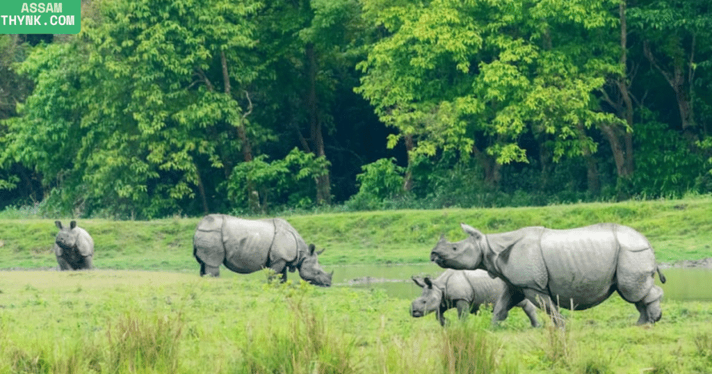Kaziranga National Park