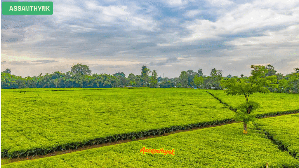 assam