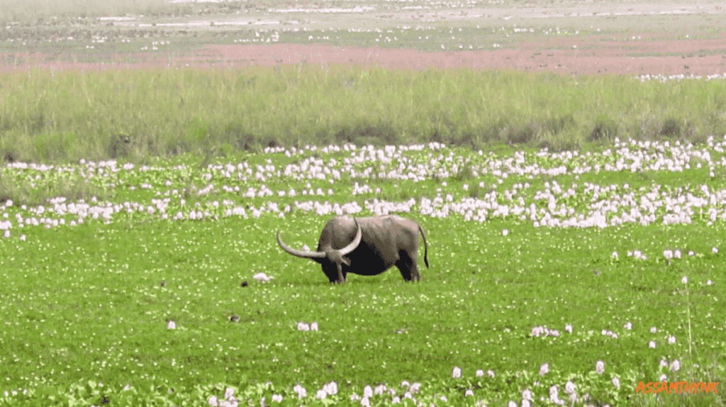 Pobitora Wildlife Sanctuary
