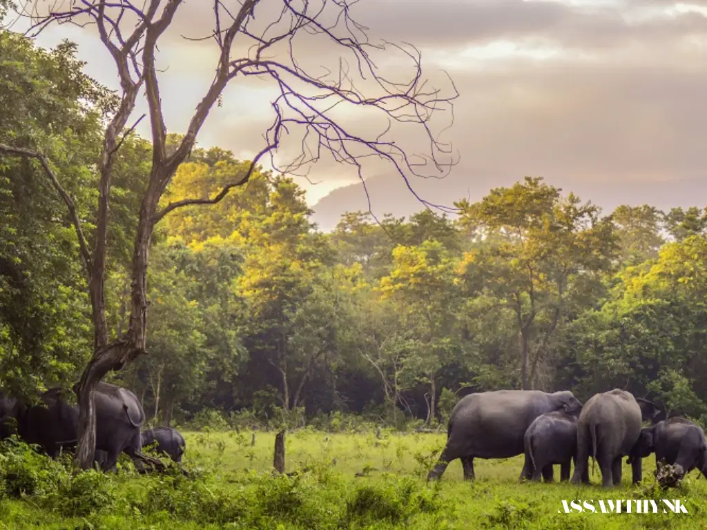 manas national park 