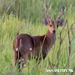 manas national park
